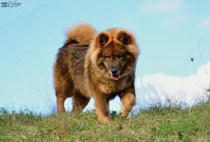 Vivre aux côtés du chien de chasse d'eurasie : une cohabitation ancienne ?