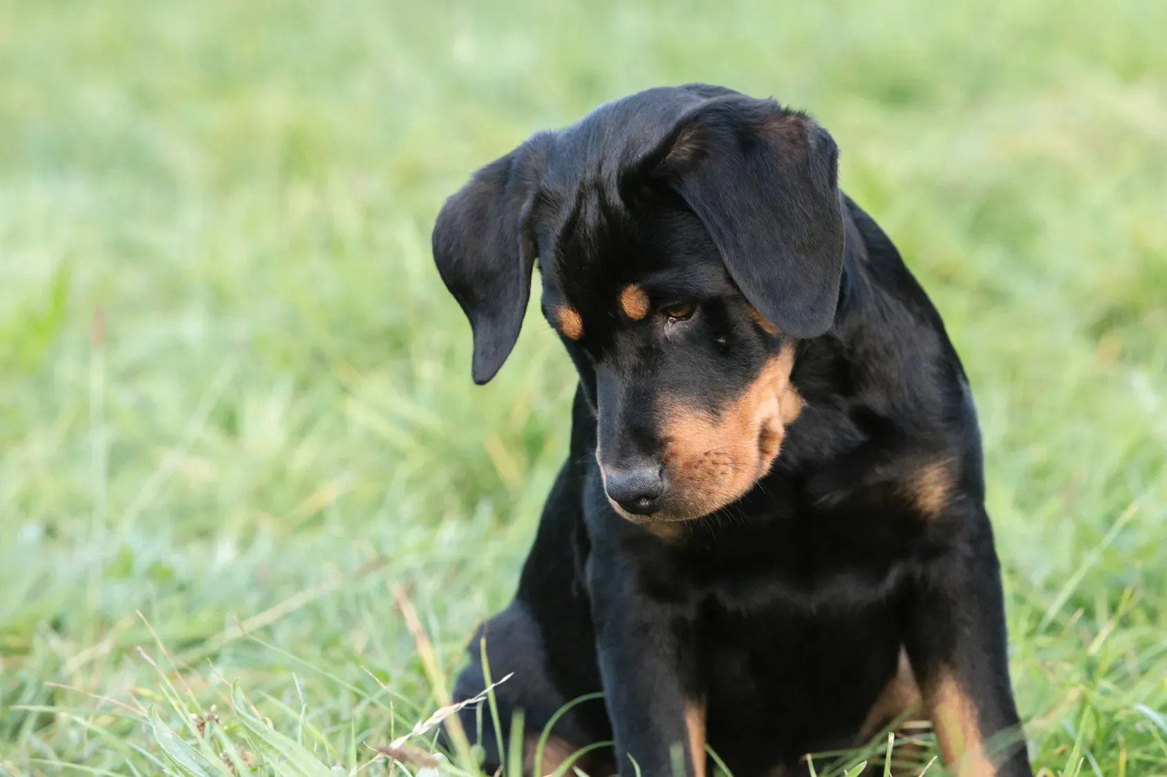 Vivre avec un Beauceron : activités et besoins