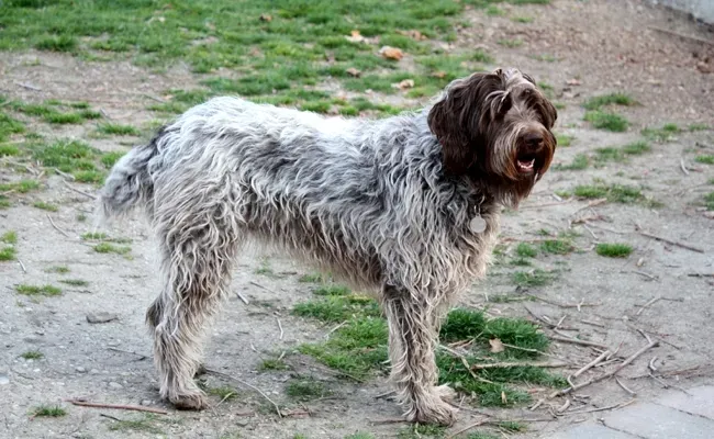 Vivre avec un chien de chasse à poil long : compagnon ou travailleur ?