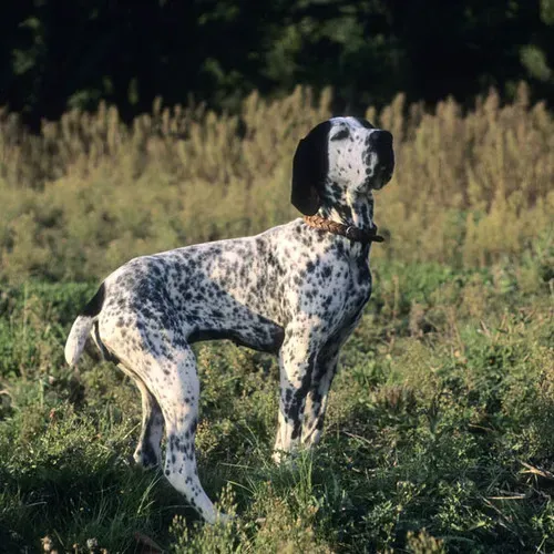 Vivre avec un chien de chasse d'arrêt au quotidien : énergie et besoins