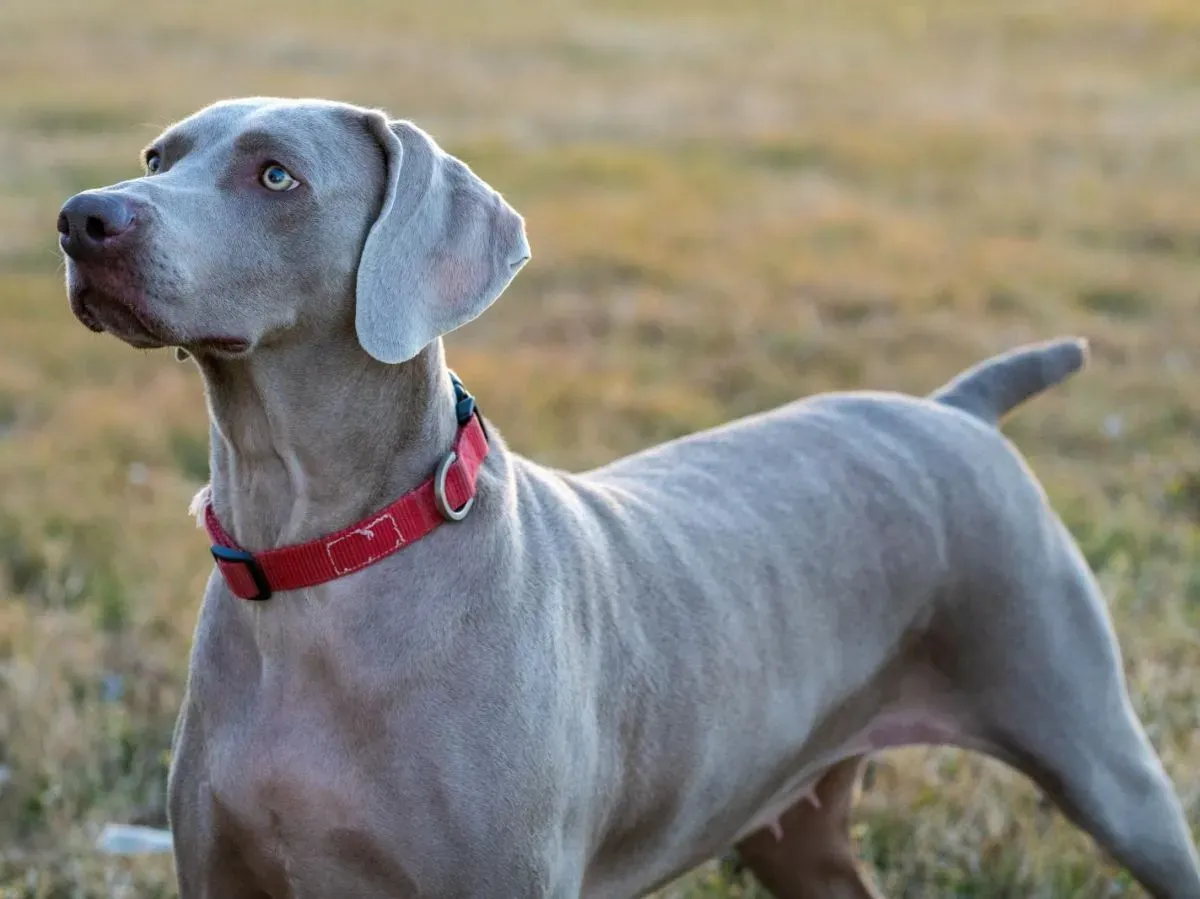 Vivre avec un Chien de Chasse Gris Bleu : Défis et Joies