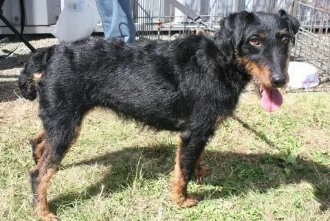Vivre avec un chien de chasse Jagd Terrier : audelà de la chasse