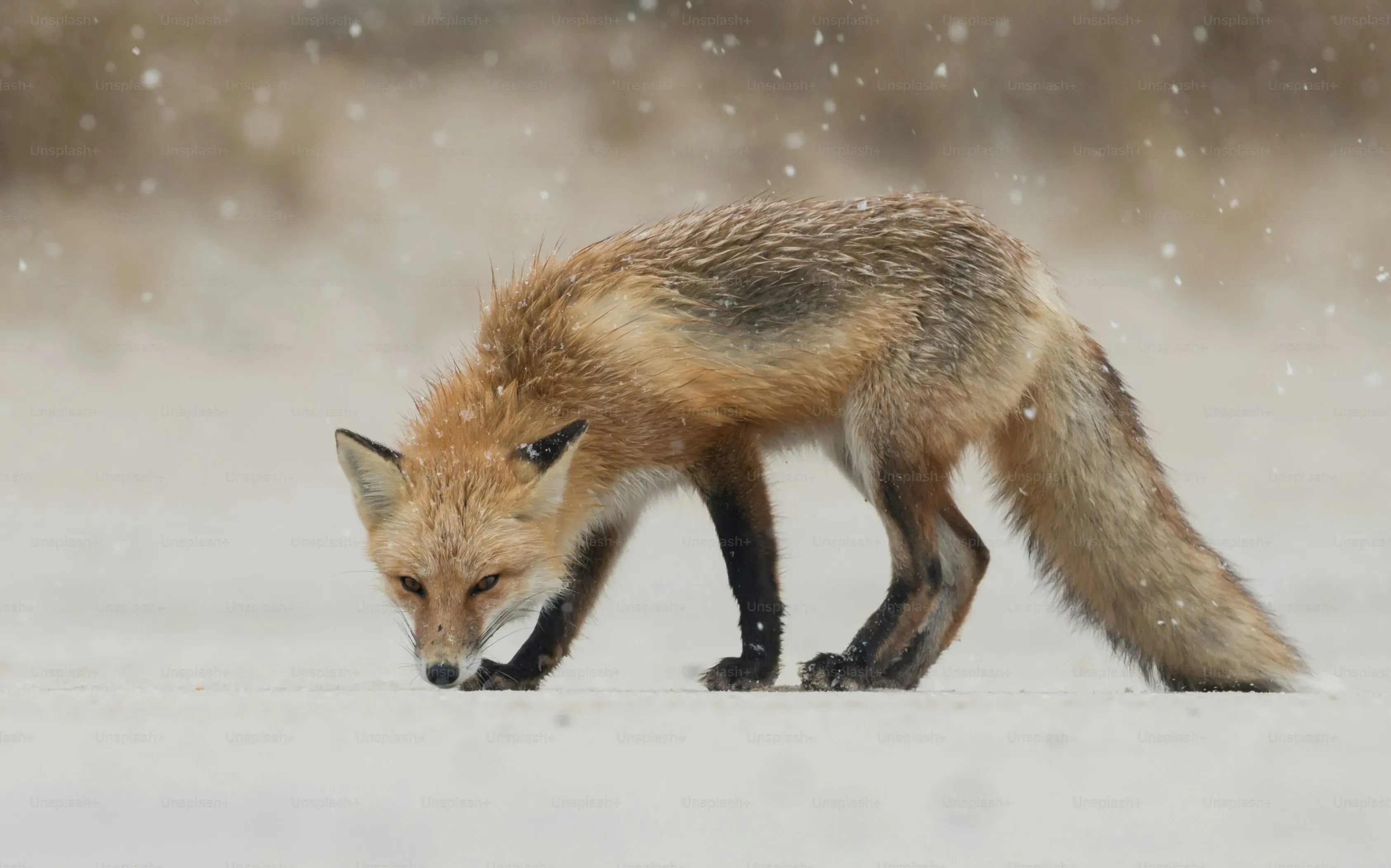 Vivre avec un fox chien de chasse : Un engagement énergique