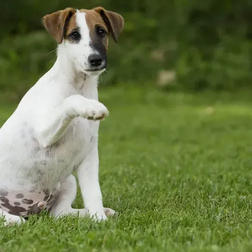 Vivre avec un petit chien de chasse à poil court : caractère et éducation