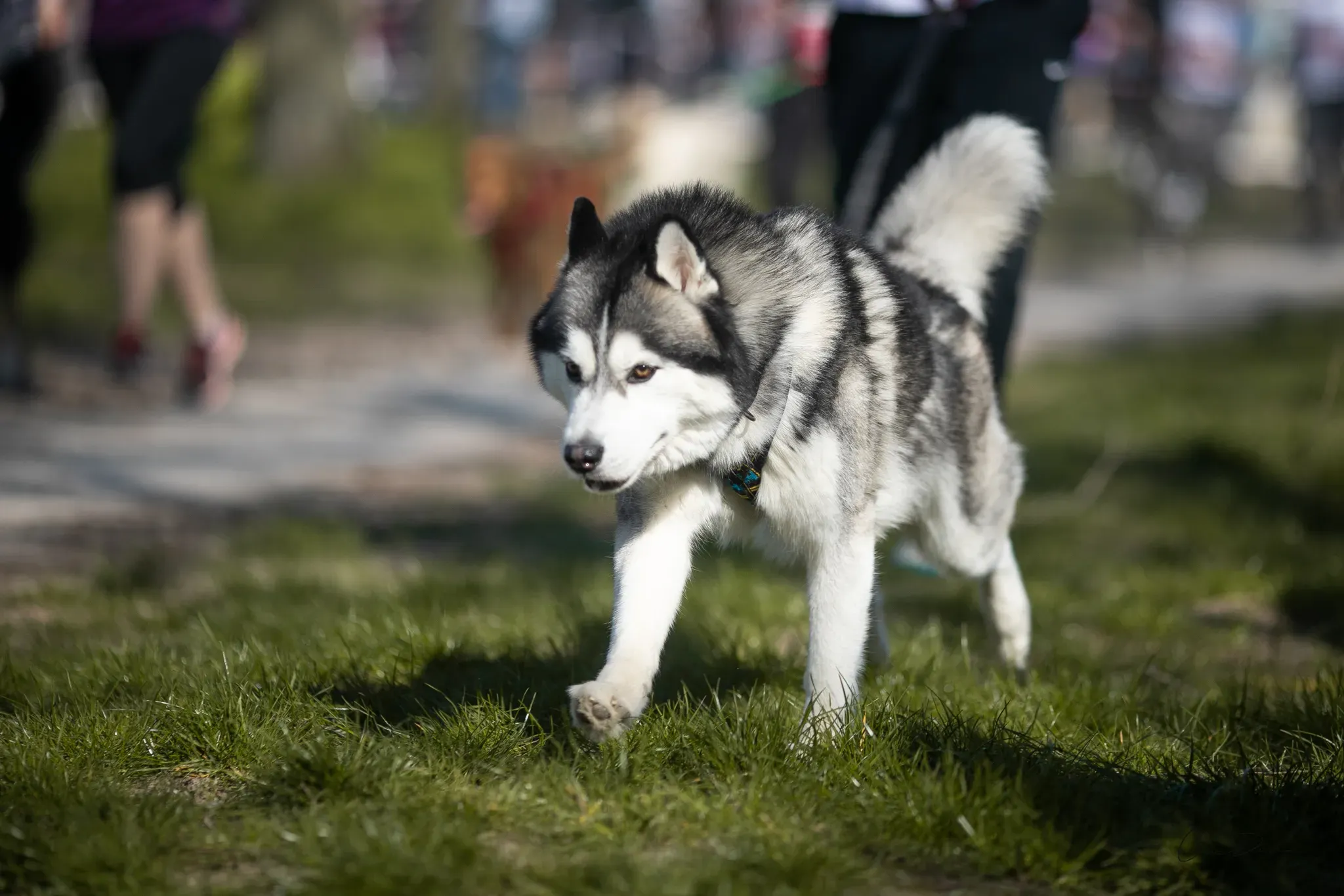 Vivre en harmonie avec un husky : Audelà de l'idée du chien de chasse
