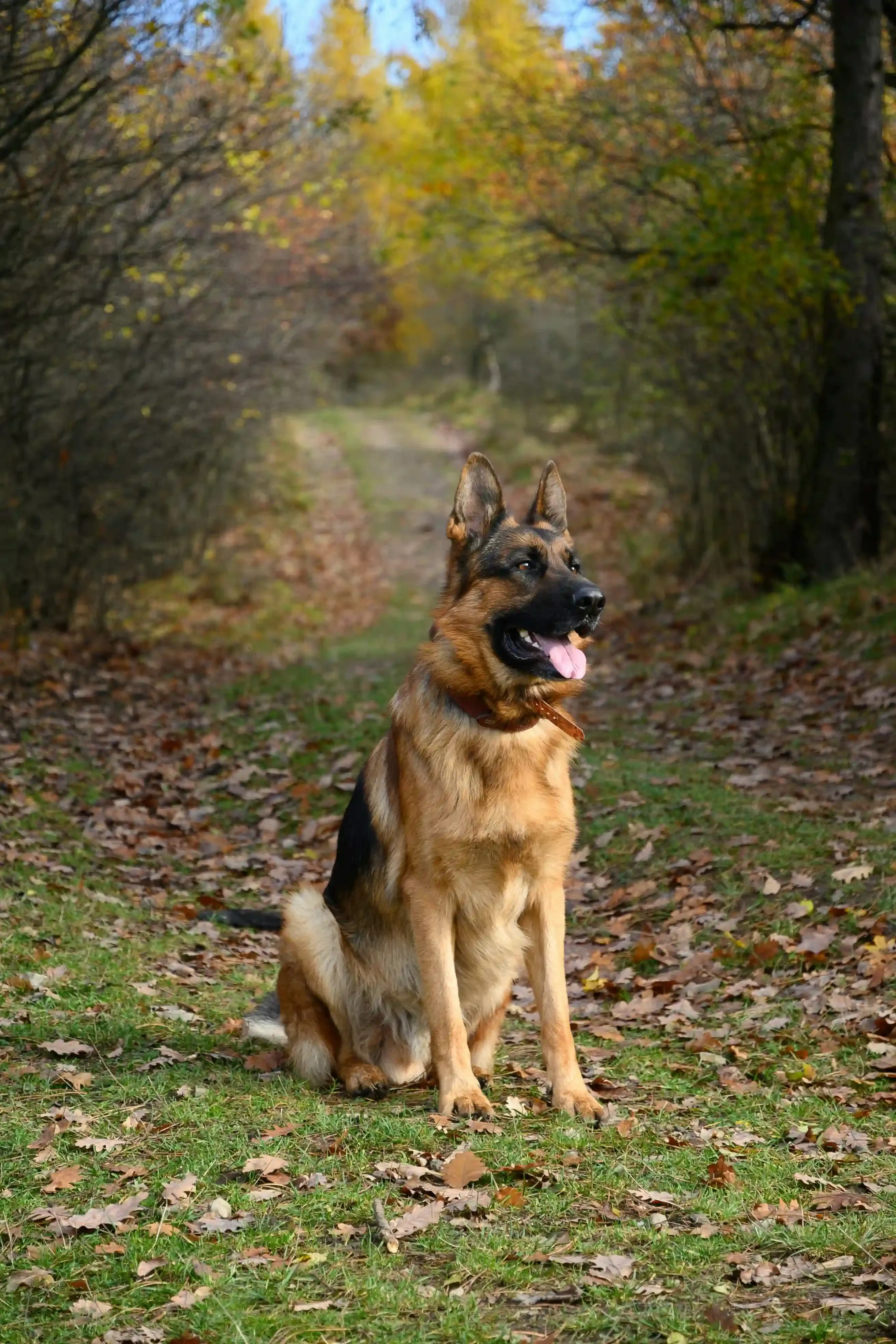 Vivre et Éduquer un Chien de Chasse et de Garde au Quotidien