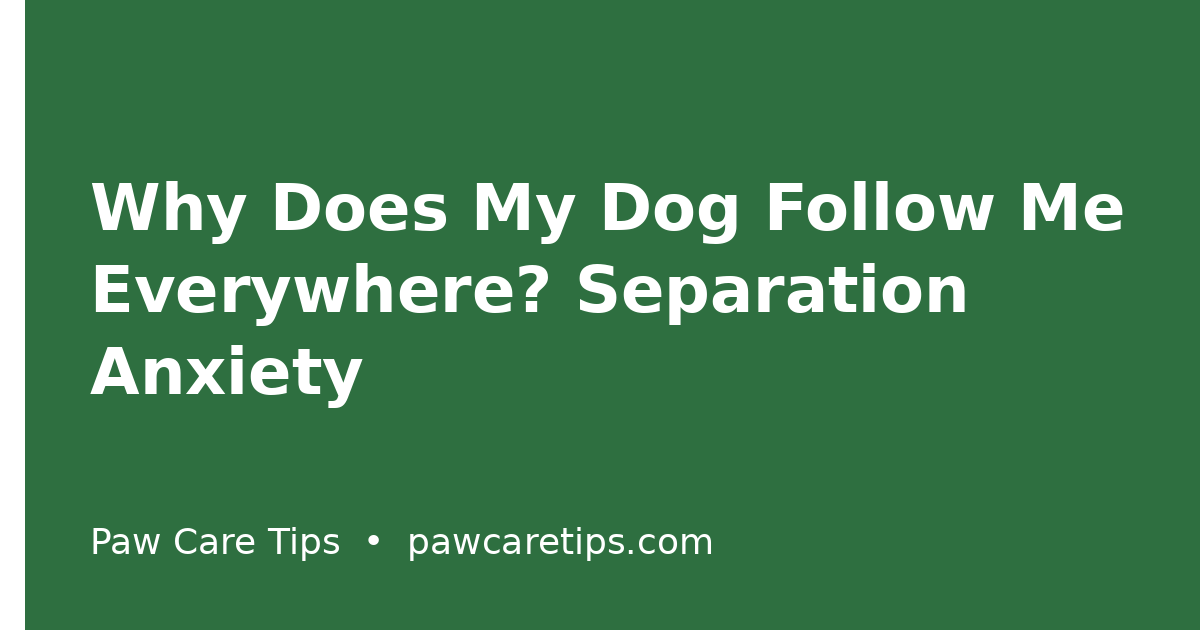 Why Does My Dog Follow Me Everywhere? Separation Anxiety or Affection?